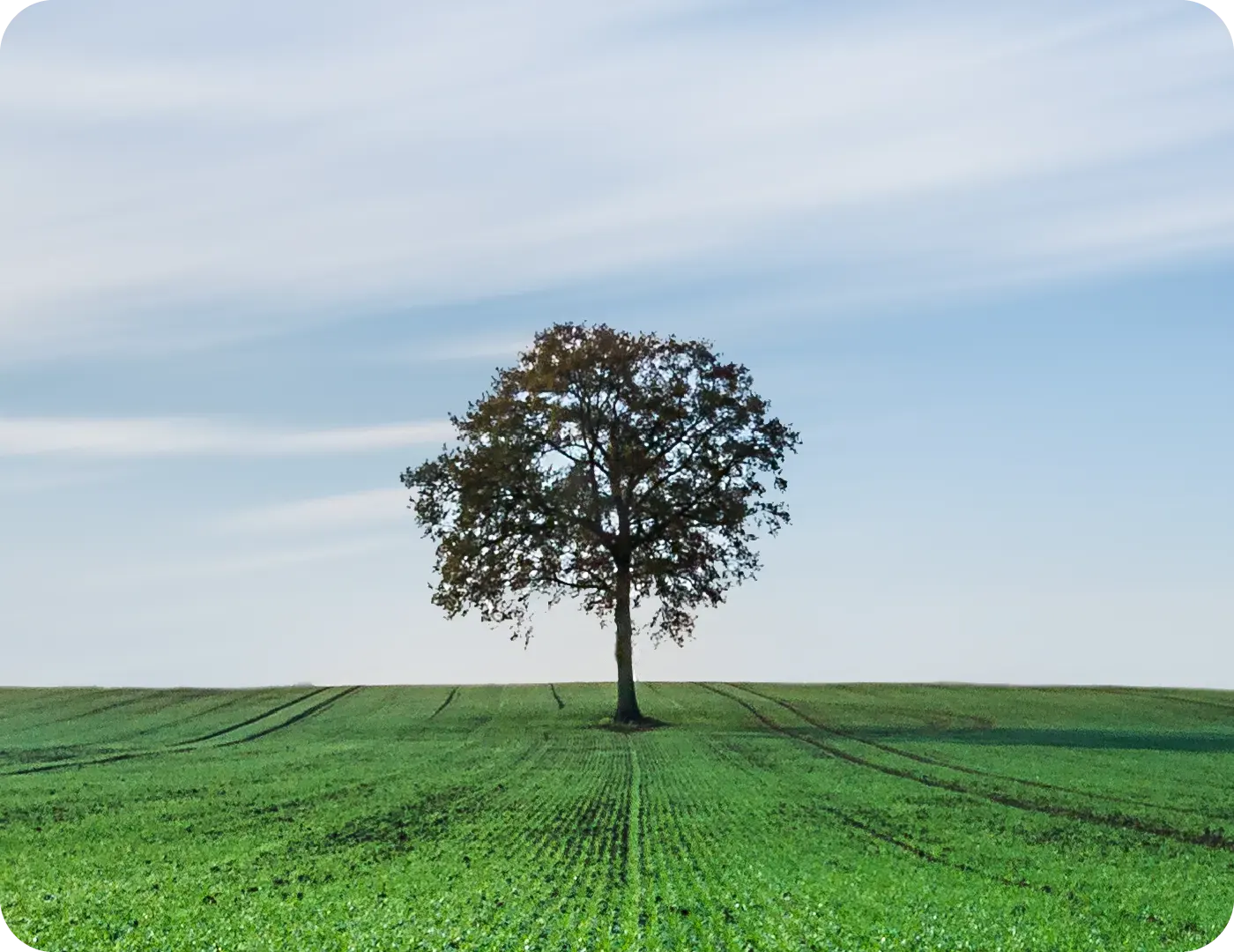 Árvore em meio a um campo verde